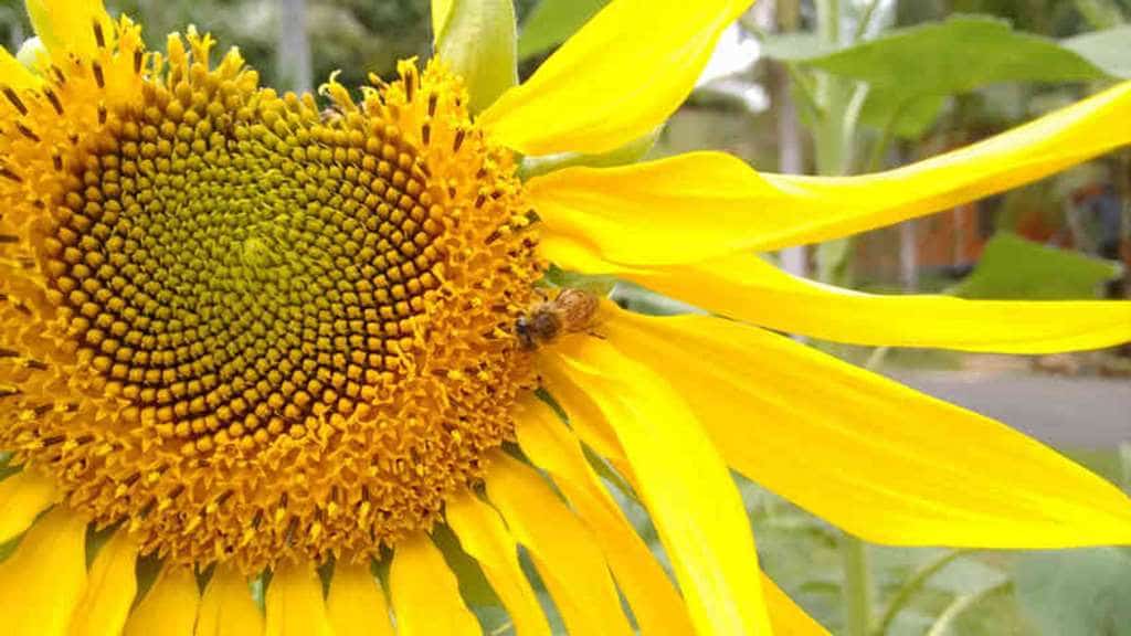 Low Footprint Living - garden - sunflower 1 - 1024x576 Sustainable Lifestyle Choices