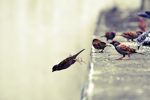 Low Footprint Living - 7 steps to sustainable living